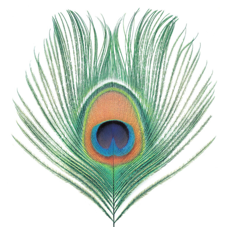 XTC Apple Venus Volume 1