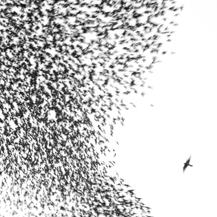 Wilco Sky Blue Sky